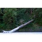 Florence:  Fallen Snag over Cape Creek