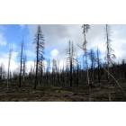 La Pine: Recent Burn.....