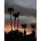 Mesa: : Mesa, Arizona Palm Sunset