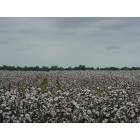 Greenville: Cotton Fields of home