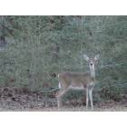 Coldspring: Deer - SamHouston National Forest
