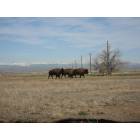 Commerce City: Bison back in Commerce City - Rocky Mountain Arsenal Nat'l Wildlife Refuge