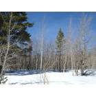 Leadville: aspen trees and snow