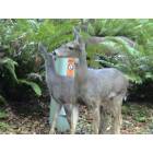 Astoria: Deer off the road