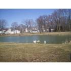Goodland: Ducks at Pond