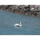 Lexington: Swan swimming in Lexington Harbor
