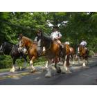 Hockessin: Independence Day Parade - Old Lancaster Pike