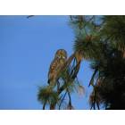 La Pine: Owl in Pondersoa Pine tree near Little Deschutes River.