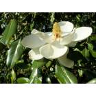 Pine Mountain: Magnolia Bloom