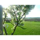 Williamson: Apple Blossoms in my backyard