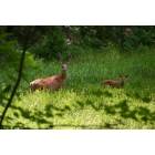 Eagle River: Two Deer in Eagle River, WI