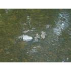 Stamford: : Ducks On Mill River
