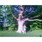 Galesburg: : Very old tree in a well known place.