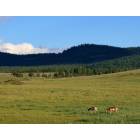Ochoco: Pronghorns......