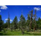 Crooked River: : Mossy Pines in the Maury Mtns.......