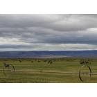 Warner Valley: Muleys.......