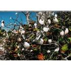 South Venice: Shells grow on seagrape trees at South Venice Beach