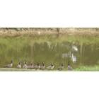 Ohatchee: Geese in ohatchee