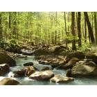 Alpine: Creek near Alpine