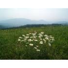 Hot Springs: Max Patch