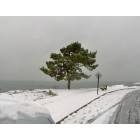 Woodmont: Umbrella Tree-Woodmont in the winter
