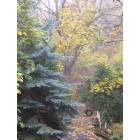 Crestline: Fall in the Forest, Crestline