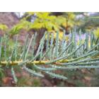 Crestline: Dew Clinging to a Spruce in Crestline