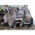 Silverdale: Raccoons eating breakfast