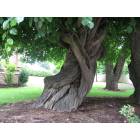 Brownsville: Braided Tree, Brownsville, Oregon