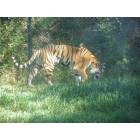 Billings: Siberian Tiger -Zoo Montana
