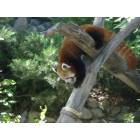 Billings: Red Panda - Zoo Montana