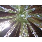 Santa Cruz: : Looking Up At Redwood Trees, Near The Mystery Spot
