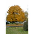 Willow Springs: : Maple tree in full golden autumn color.