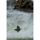 Thompsonville: Salmon on the Betsie River