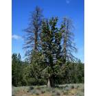 Crooked River: : Juniper with three trunks...