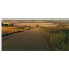 Diamond: Dirt Road In The Steens.....