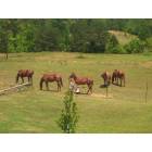 Kimberly: Horse farm on warrior-kimberly road