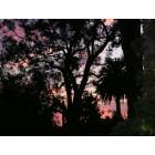 Santa Monica: Sunset through the eucalyptus trees, taken from the roof of my house on 7th and Alta, Sept. 30th, 2005, wildfires nearby add to the spectacularly-hued colors in the SM sky.