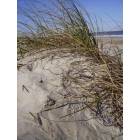 Tybee Island: the beach
