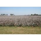 Elk City: This is a picture of a cotton feild by the side of town