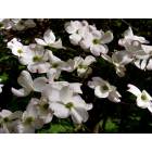 Huntington: Spring Dogwoods in Huntington