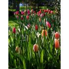 Huntington: : Spring Tulips in Huntington