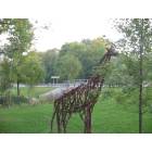 North Harmony: 13 foot tall giraffe at Cheney's Point