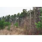 Nacogdoches: : Edge of forest clearing in Nacogdoches County.