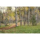 Williams: : The Aspens off of South Road