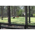 Southern Pines: Southern Pines Horse Farm