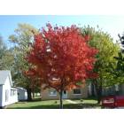 Broadlands: Maple tree in front of firehouse in Broadlands