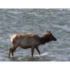 Gardiner: Elk Crossing the Yellowstone River