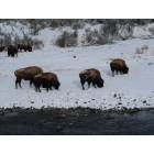 Bison Along the River