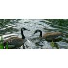 Hillsboro: Wild Geese in Dawson Creek Pond